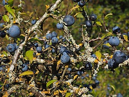schlehenbeeren,schlehe,浆果