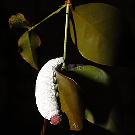 毛蟲,白,花園