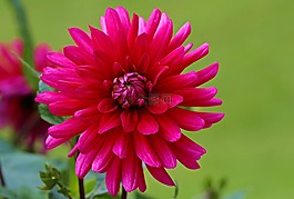 嬌琴紗,紅色,花