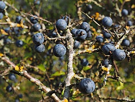 schlehenbeeren,schlehe,浆果