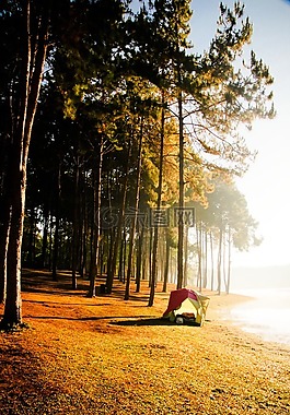 露營,森林,帳篷