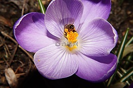 藏紅花,花,開花