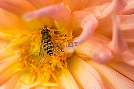 大黃蜂,花,特寫