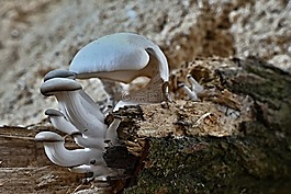 野生蘑菇,增长,上