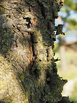 ringelborke,吠,樱桃