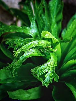 鳥巢里的蕨類植物,crissie,鐵角