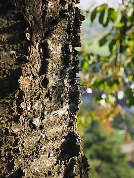 ringelborke,吠,樱桃