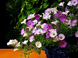 矮牽牛,花,開花