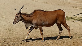 野生動物,牛肉,角