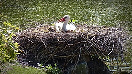 鹳,storchennest,鸟