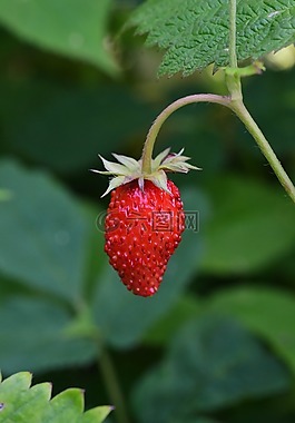 木草莓,浆果,生物