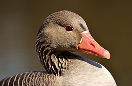 鵝,水禽,野生動物攝影