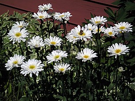 白,雛菊,集團
