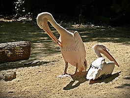 佩利坎,鳥(niǎo),水禽
