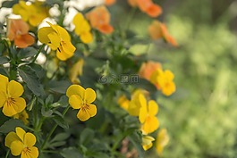 鮮花,黃色,黃色的花朵