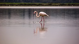 火烈鳥,鳥,洄游