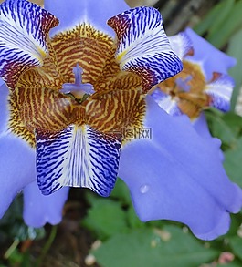鳶尾花,花園,植物