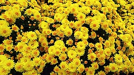 鮮花,黃色花,植物