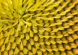 花,種子,向日葵