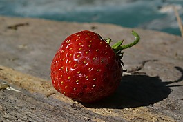 草莓,生物,水果