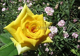 花,植物區(qū)系,自然