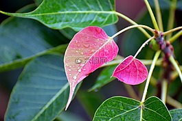 粉红色的叶子,新生,细雨