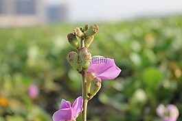 上午拍攝的,花斷橋附近,欽奈