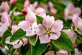 花木瓜,花卉,性質(zhì)