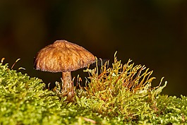 蘑菇,木材真菌,海绵