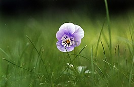 中提琴,花,紫色