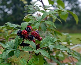 黑莓,水果,漿果