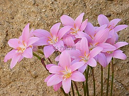 鮮花,粉色,美