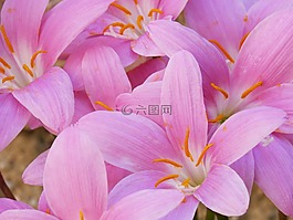 鮮花,粉色,美