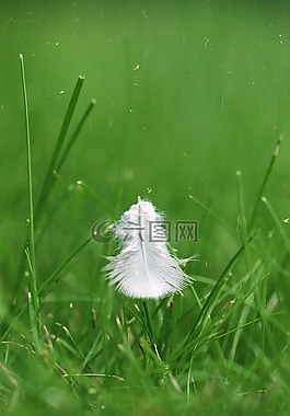 羽毛,綠色,草