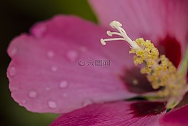 常见的蜀葵,粉红色,洋红色