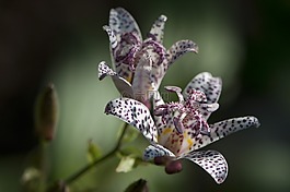 黄花菜,百合,常年