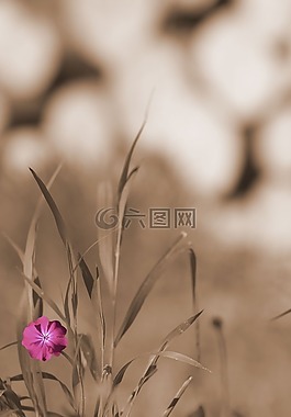 花園,草,草地