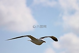 海鷗,飛,飛行