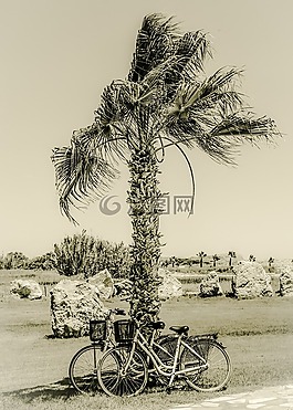 棕櫚,自行車,景觀