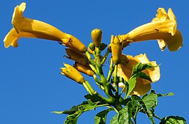 螞蟻,開(kāi)花,關(guān)閉
