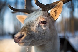 赫爾,圣誕節(jié),動物