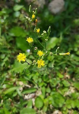 黃色,鋒利,花