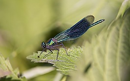 条带状蓑羽,蜻蜓,昆虫