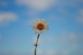 雛菊,天空,開花