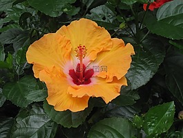 植物區(qū)系,自然,葉