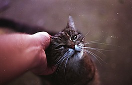 猫,抚摸,动物