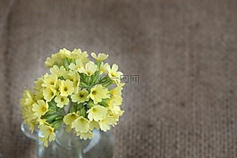 黃花九輪草,黃色,黃色花