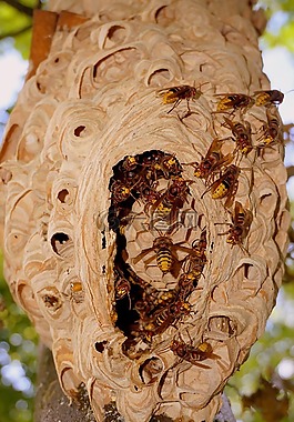 hornissennest,大黄蜂,einflugloch