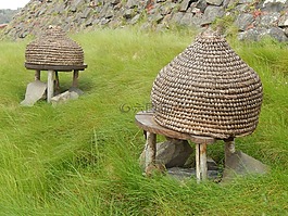 蜂巢,場(chǎng),前