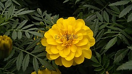 迪拜,黃色,花